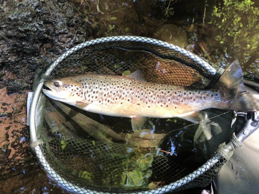 Pantyscallog trout )AP from Dudley)